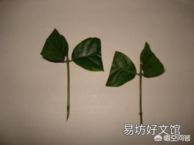 茉莉花怎样扦插?