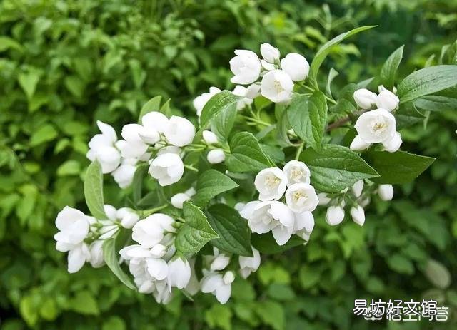 茉莉花怎样扦插?