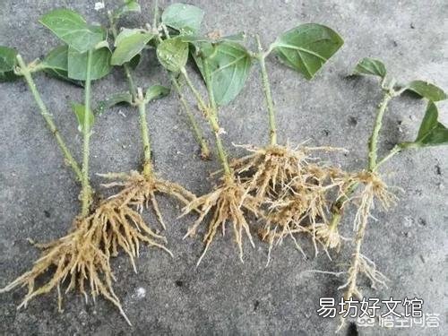 茉莉花怎样扦插?