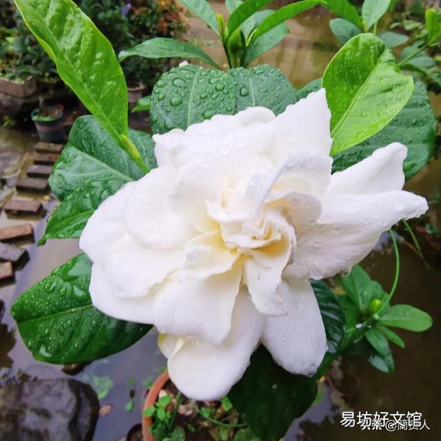 栀子花不开花,为什么?