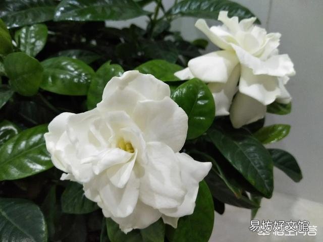 栀子花不开花,为什么?