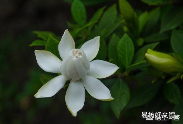 栀子花不开花,为什么?