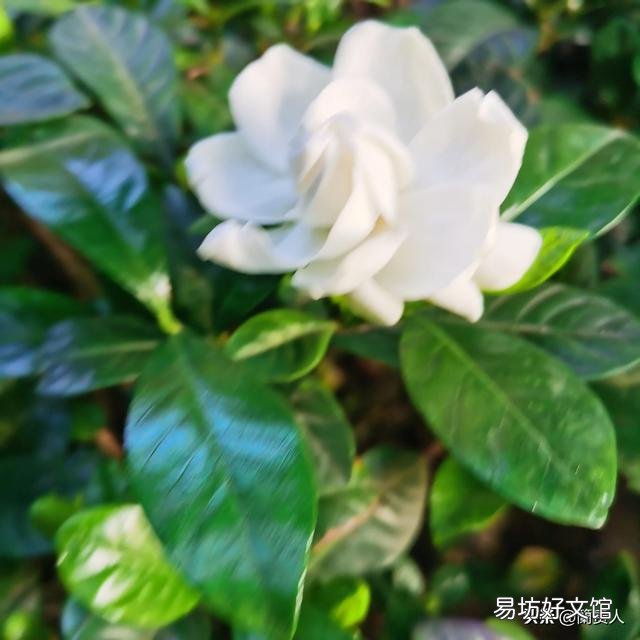 栀子花不开花,为什么?