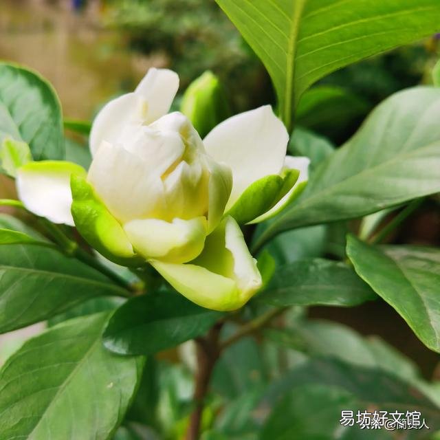 栀子花不开花,为什么?