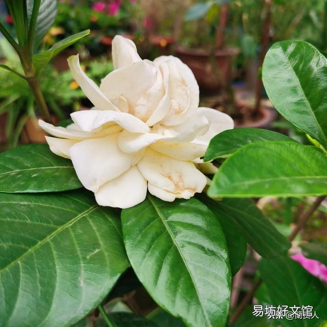 栀子花不开花,为什么?