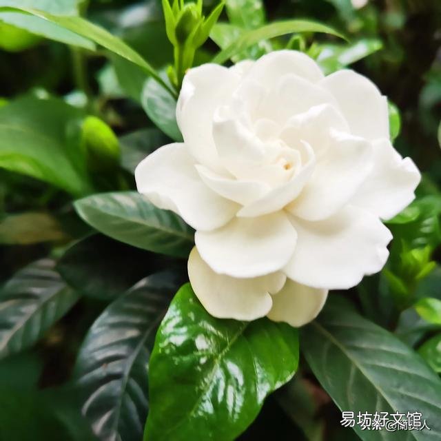 栀子花不开花,为什么?