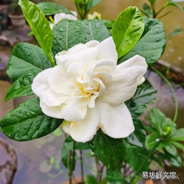 栀子花不开花,为什么?