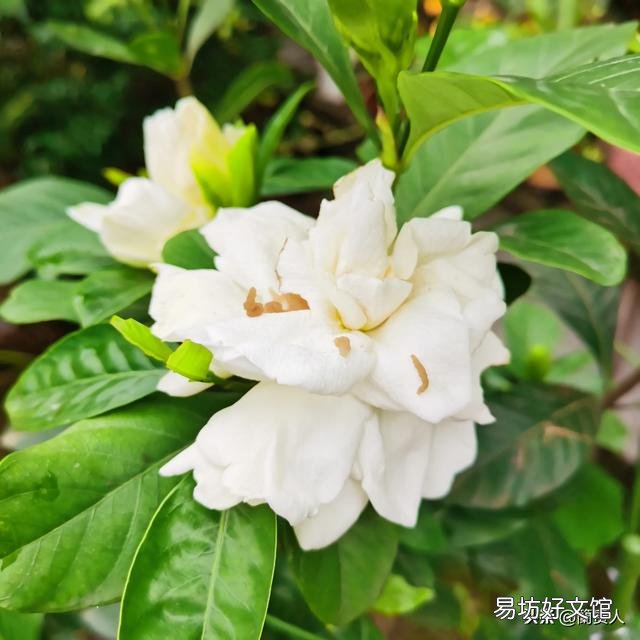 栀子花不开花,为什么?