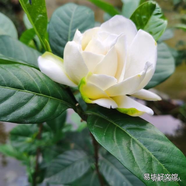 栀子花不开花,为什么?