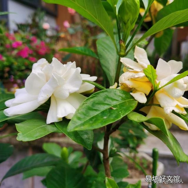 栀子花不开花,为什么?