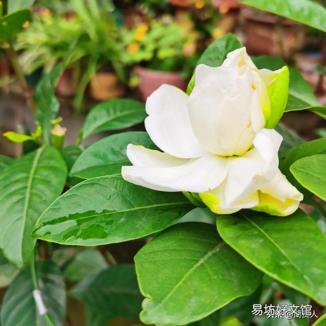 栀子花不开花,为什么?