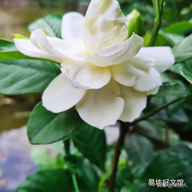 栀子花不开花,为什么?