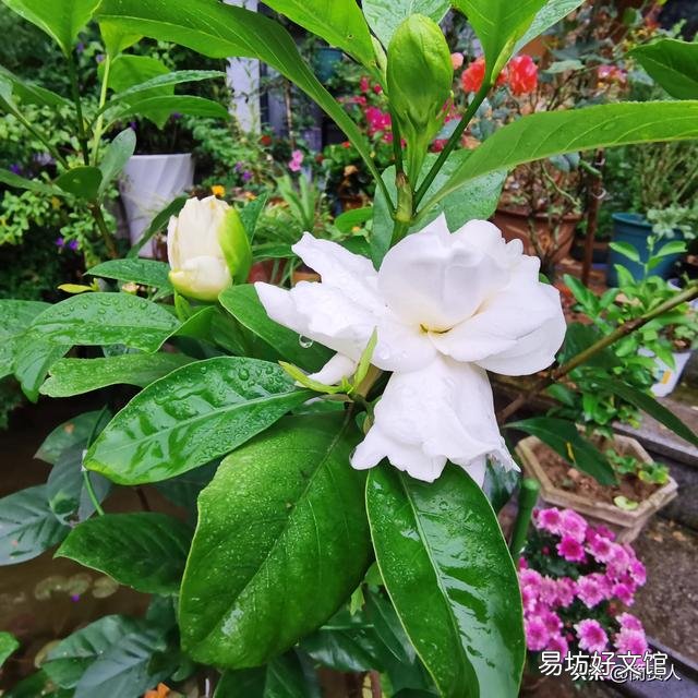 栀子花不开花,为什么?