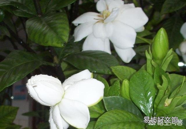 栀子花不开花,为什么?