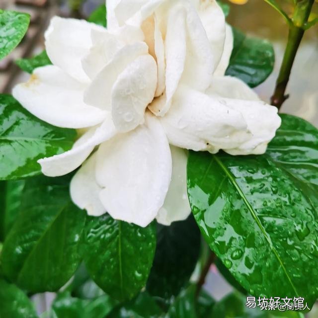 栀子花不开花,为什么?