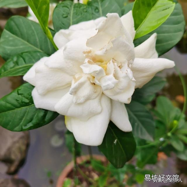 栀子花不开花,为什么?