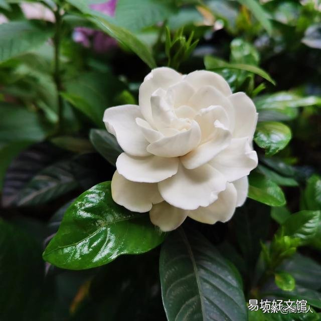 栀子花不开花,为什么?