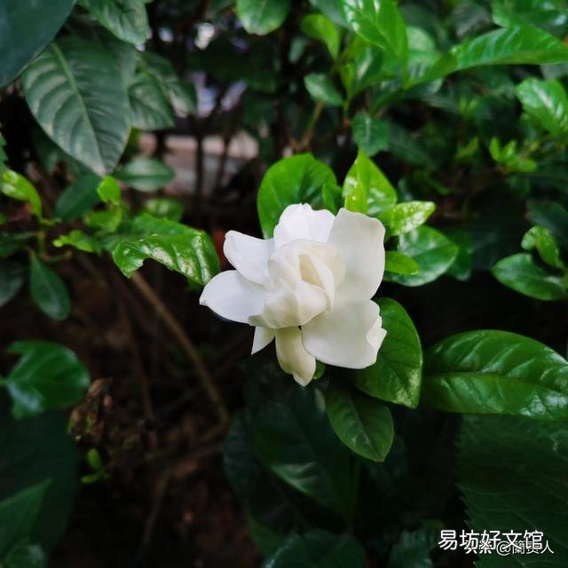 栀子花不开花,为什么?