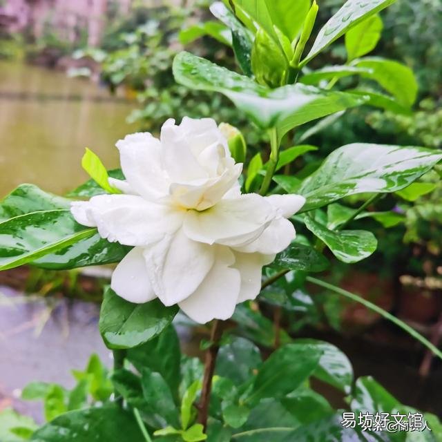 栀子花不开花,为什么?