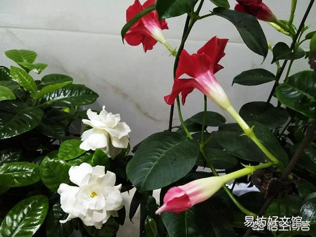 栀子花不开花,为什么?