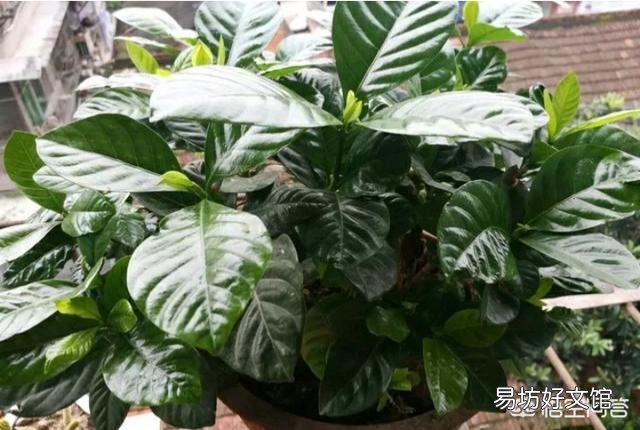 栀子花不开花,为什么?