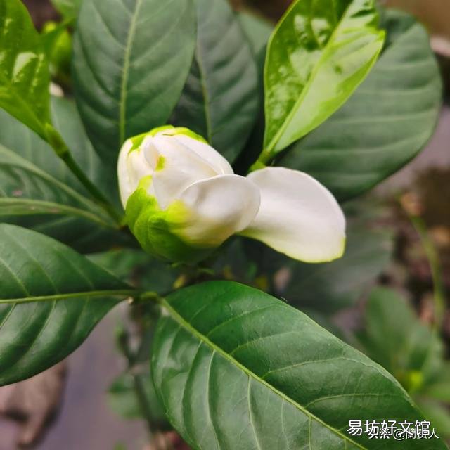 栀子花不开花,为什么?