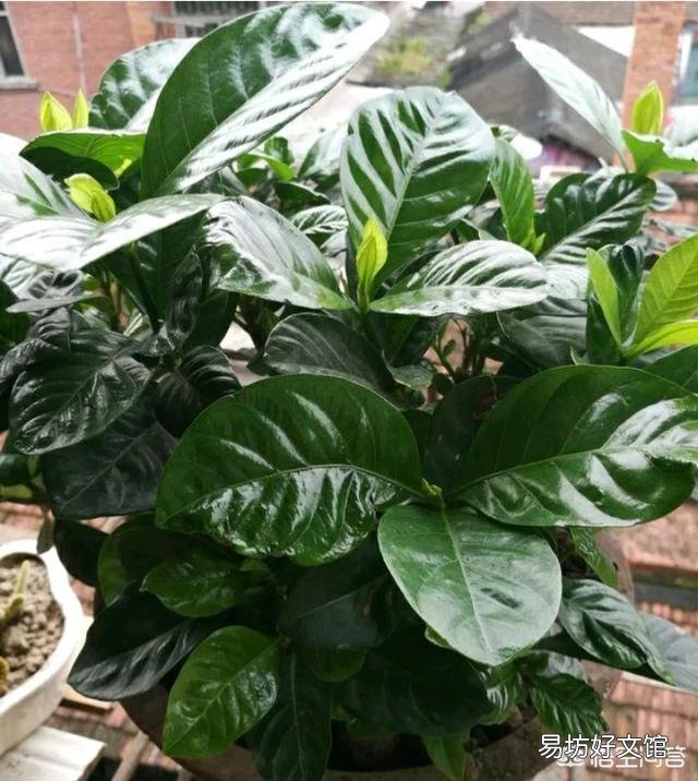 栀子花不开花,为什么?