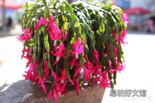 解爪兰掉叶是怎么回事?该怎么办?