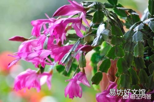 解爪兰掉叶是怎么回事?该怎么办?
