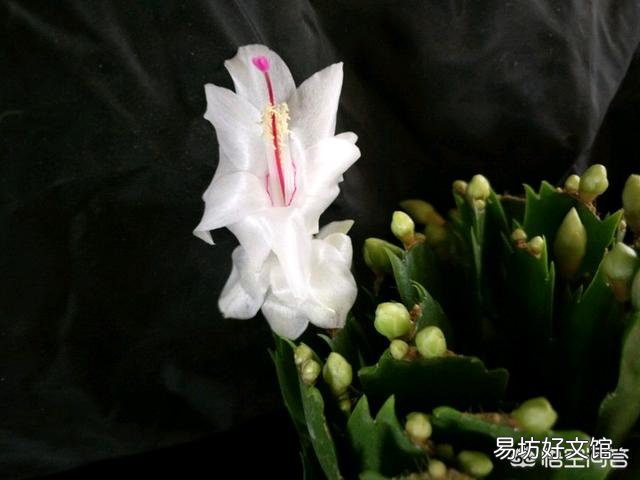 解爪兰掉叶是怎么回事?该怎么办?