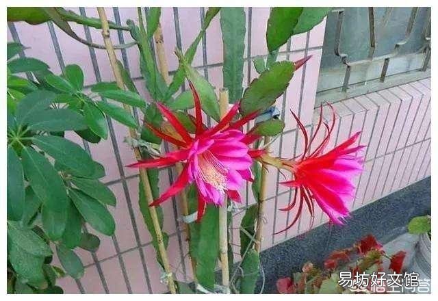 盆栽种植令箭荷花，需要注意什么？