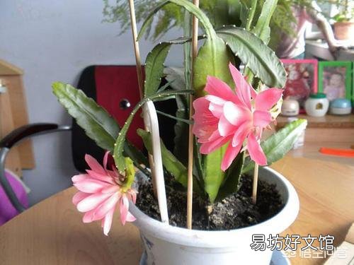 盆栽种植令箭荷花，需要注意什么？