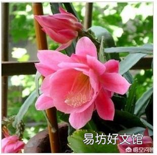 盆栽种植令箭荷花，需要注意什么？