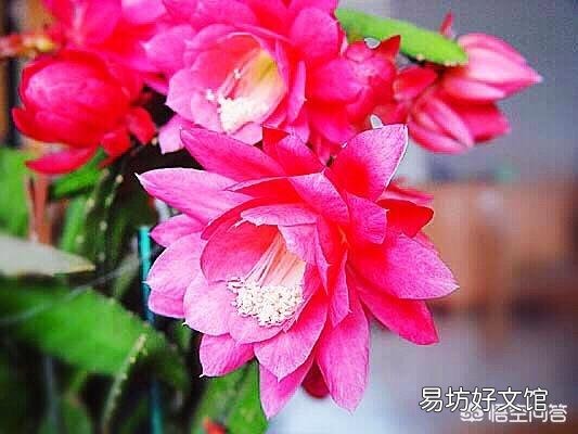 盆栽种植令箭荷花，需要注意什么？