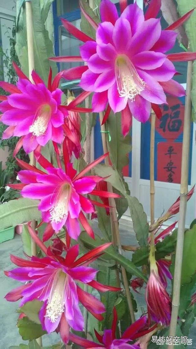 盆栽种植令箭荷花，需要注意什么？