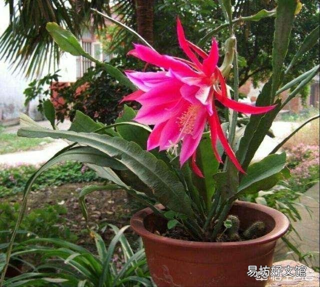 盆栽种植令箭荷花，需要注意什么？