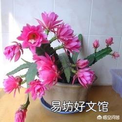 盆栽种植令箭荷花，需要注意什么？