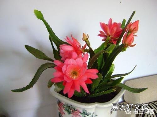 盆栽种植令箭荷花，需要注意什么？