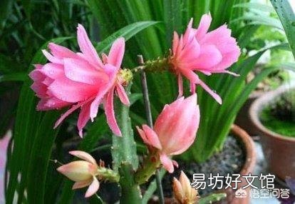 盆栽种植令箭荷花，需要注意什么？