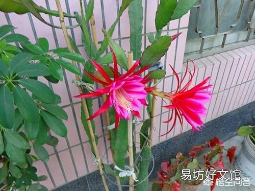 盆栽种植令箭荷花，需要注意什么？