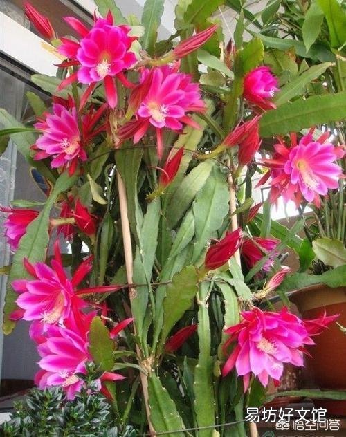 盆栽种植令箭荷花，需要注意什么？