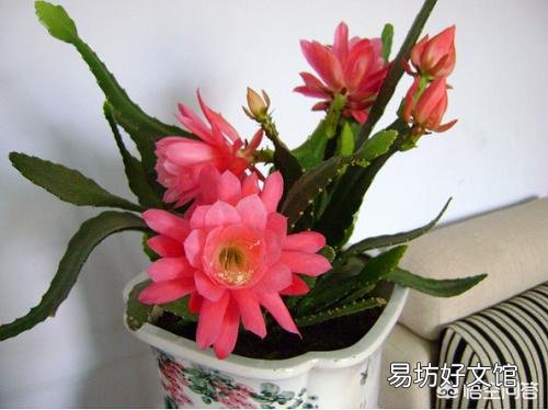 盆栽种植令箭荷花，需要注意什么？
