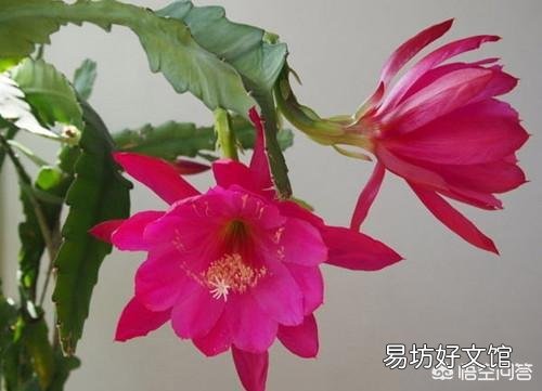 盆栽种植令箭荷花，需要注意什么？