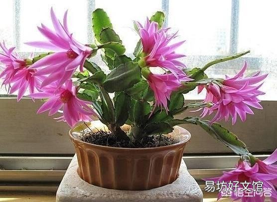 盆栽种植令箭荷花，需要注意什么？
