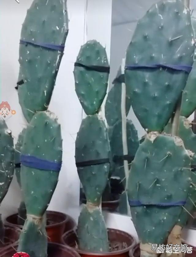 怎么能让仙人掌长高长宽?