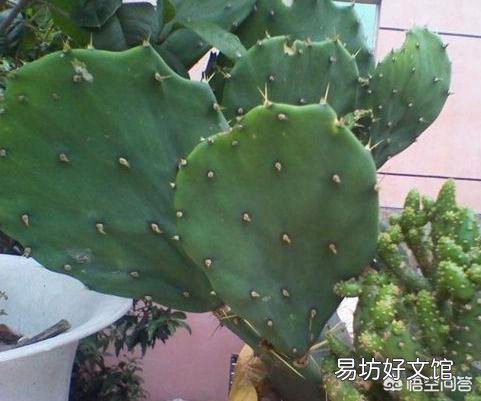 怎么能让仙人掌长高长宽?
