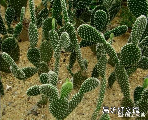 怎么能让仙人掌长高长宽?