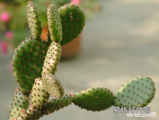 怎么能让仙人掌长高长宽?