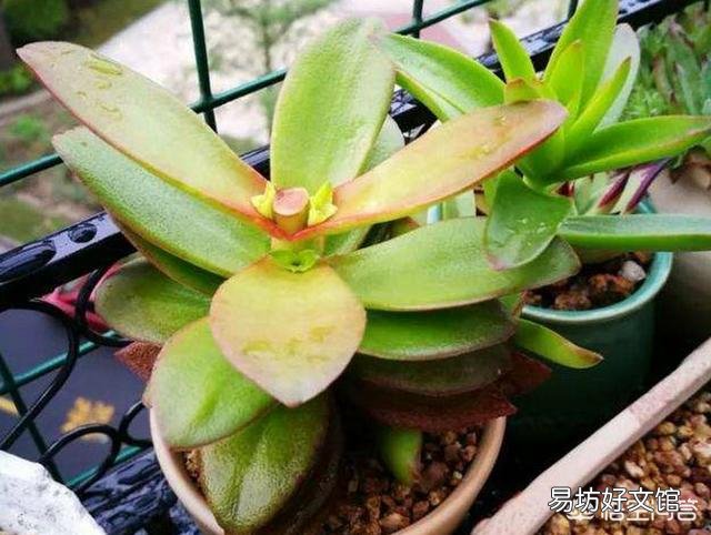 种植多肉,修根了,用多菌灵泡根了,需要晾干,能用风扇吹干种植吗?