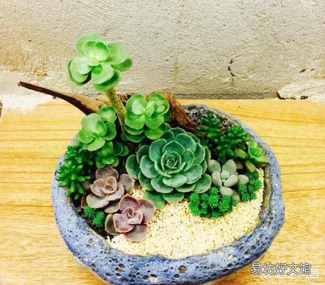 种植多肉,修根了,用多菌灵泡根了,需要晾干,能用风扇吹干种植吗?